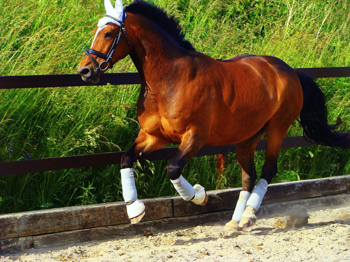 Anden særlig race Jamie - Jamies 9 års føds ,, 13 juni 2012 <3 billede 7