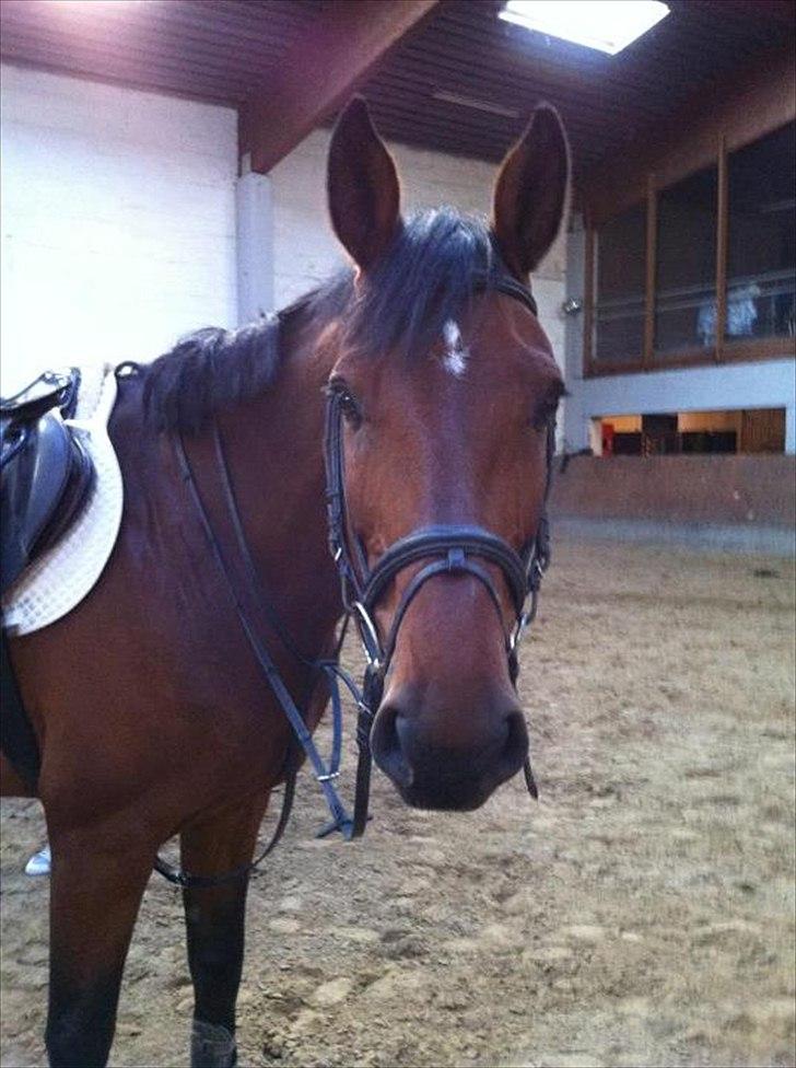 Holstener TT- Lacopia billede 4