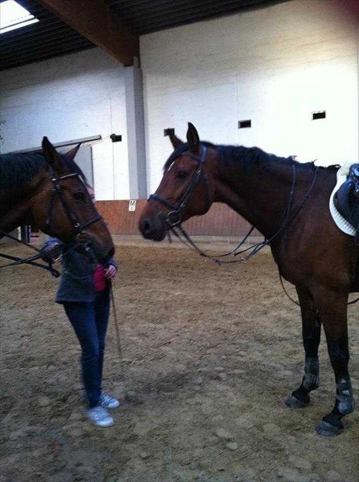 Holstener TT- Lacopia billede 7