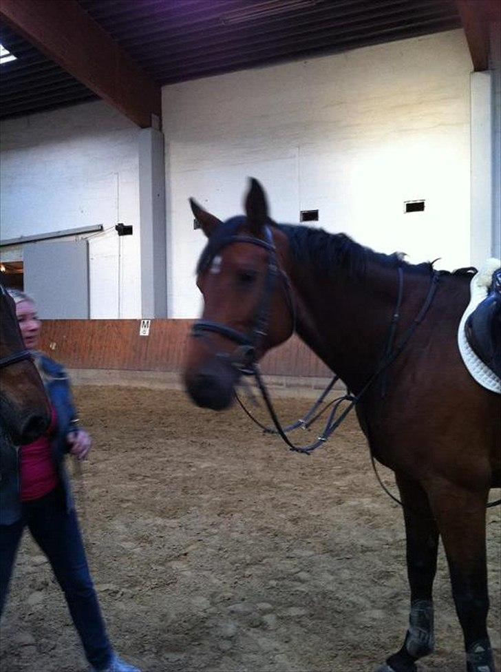 Holstener TT- Lacopia billede 9