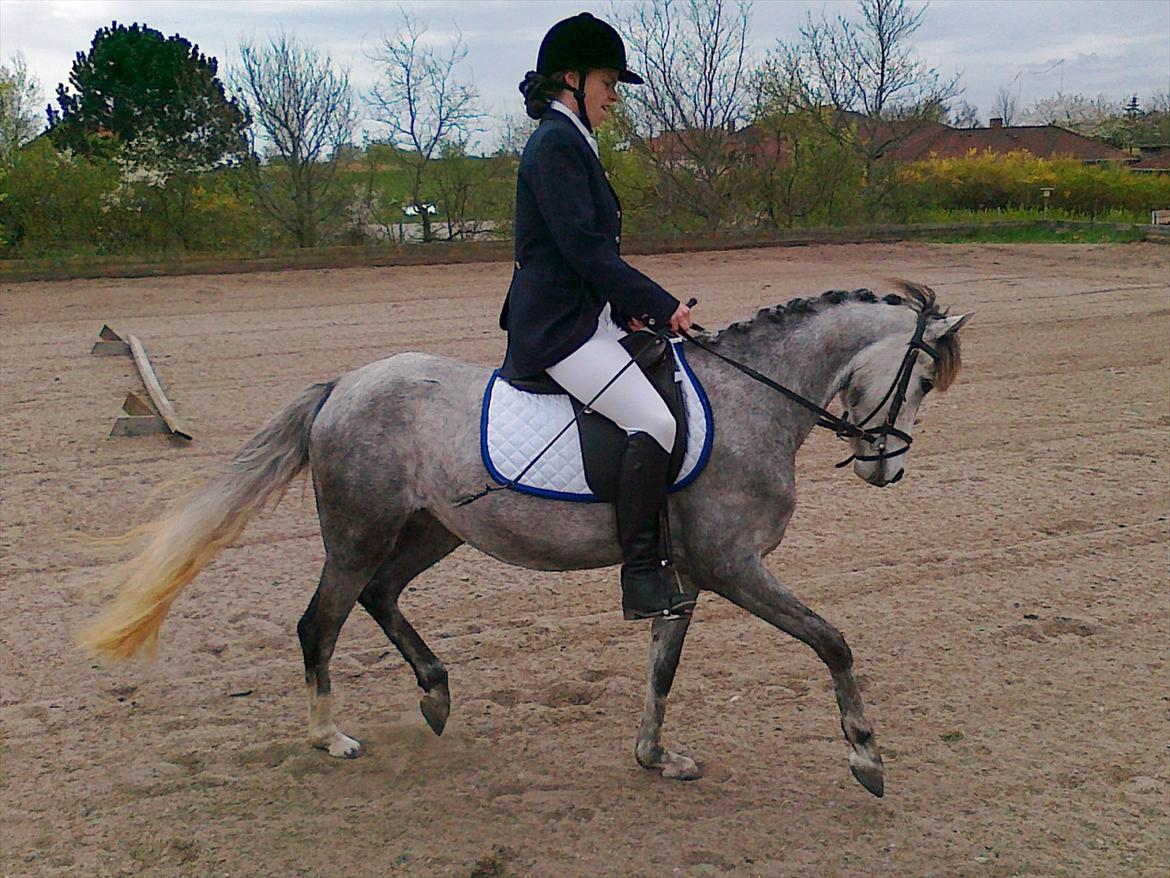 Welsh Partbred (Sec F) klintholms miss amy.    Solgt - amy 4 år første stævne anno maj 2012 billede 9