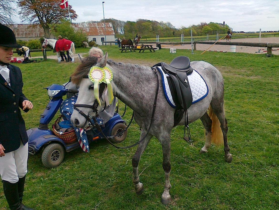 Welsh Partbred (Sec F) klintholms miss amy.    Solgt - red over 71% i en af klasserne sejt.. hun var mega cool. glæder mig til fremtiden billede 8