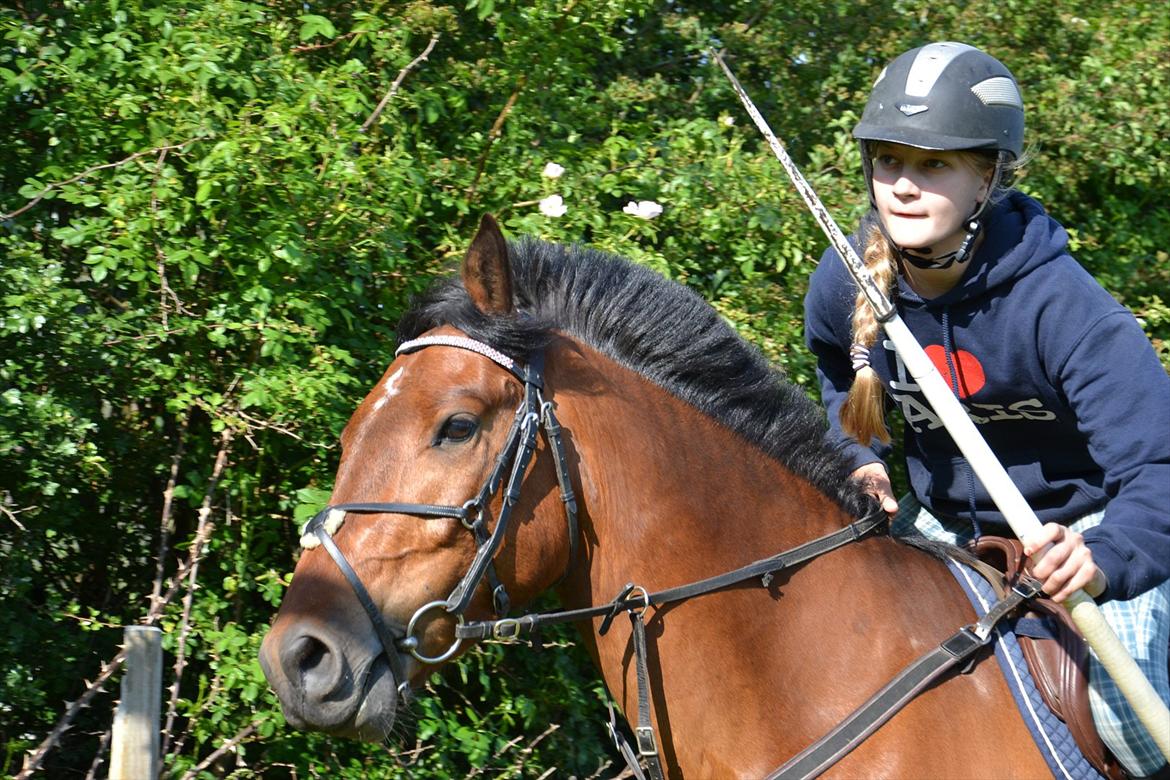 New Forest Enggårdens Conrad - lidt ringridning på gården  billede 18
