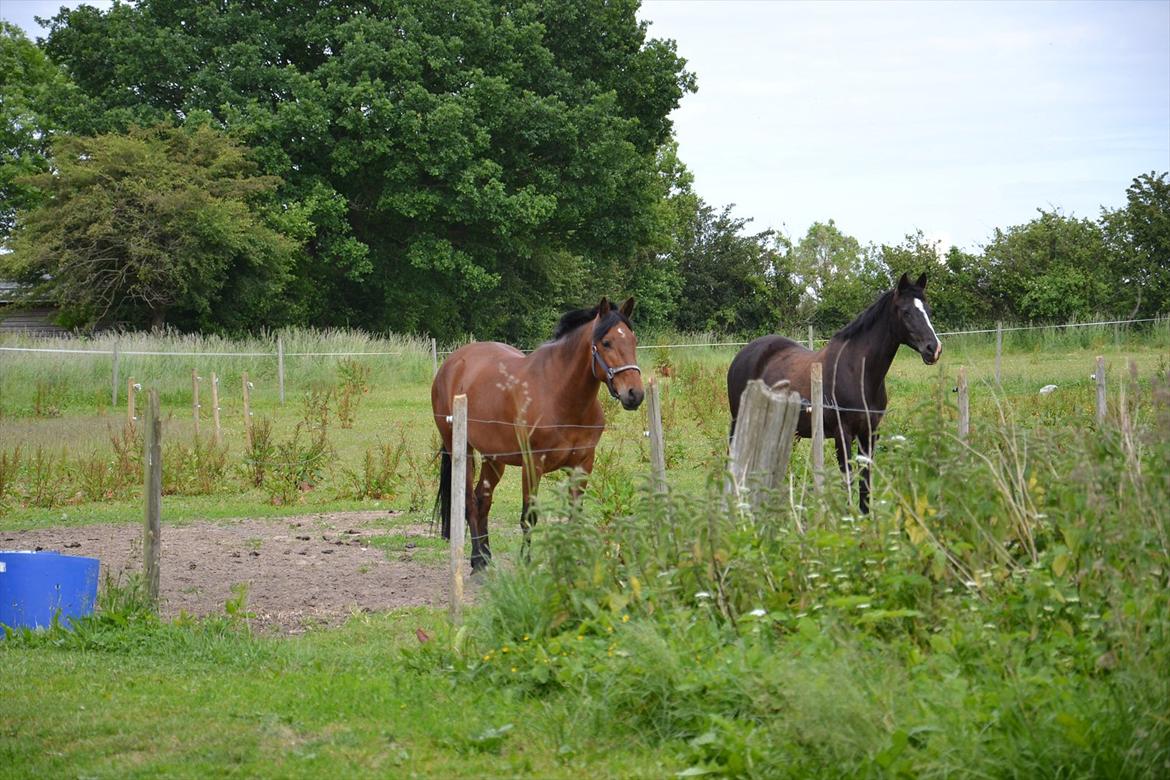 New Forest Enggårdens Conrad - conrad på fold  billede 19