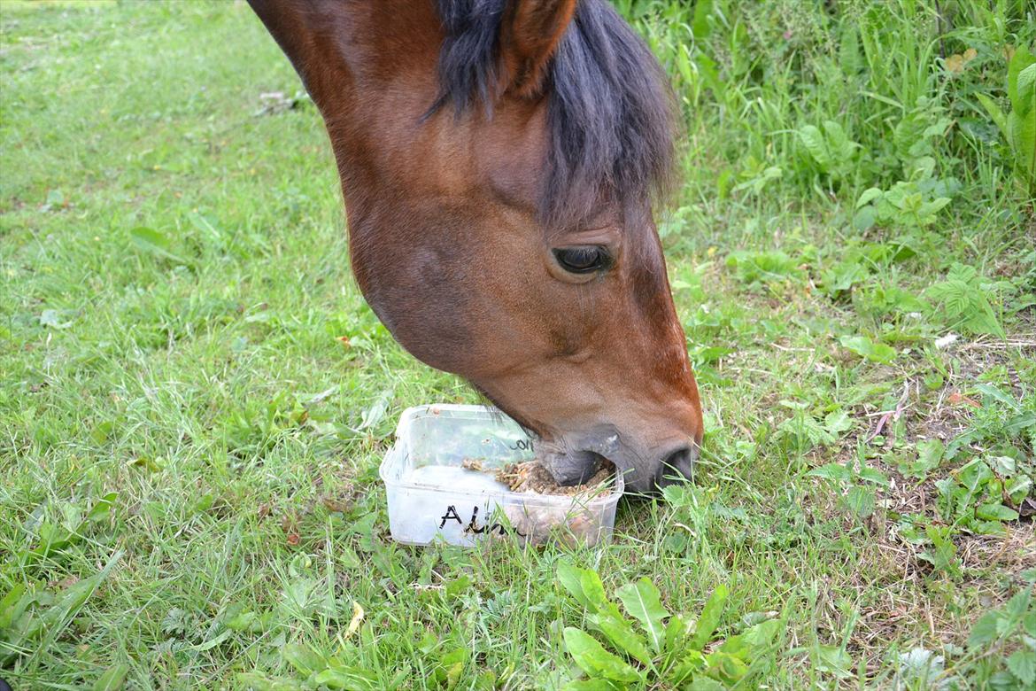 New Forest Alina - torsdag dagen inden hun skal aflives       :´( billede 13