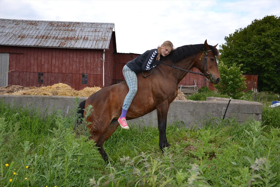 New Forest Alina - min lille gris  billede 14