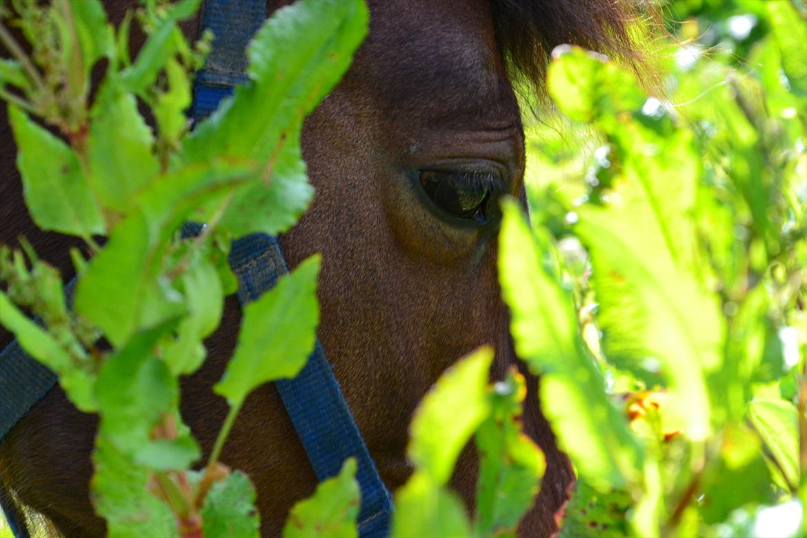 New Forest Alina billede 15