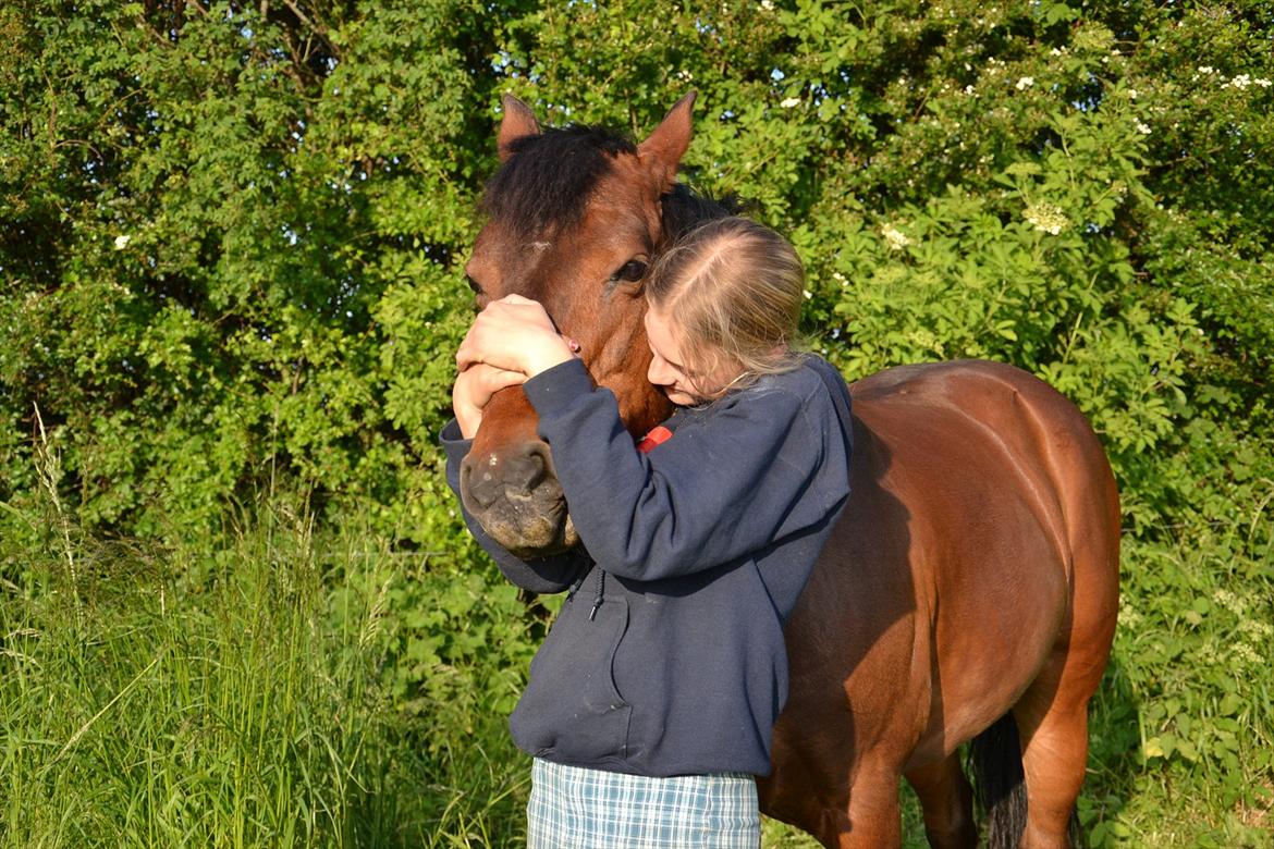 New Forest Alina billede 16