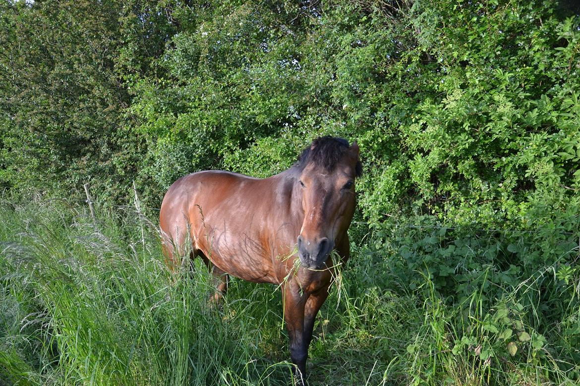 New Forest Alina - sådan kenner vi hende bedst ;) billede 17