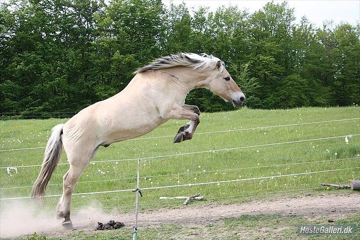 Fjordhest Raca | tidl. part | •R.I.P.• altid elsket - Så smuk - så fantastisk - så savnet!<3
// Foto: mig billede 19