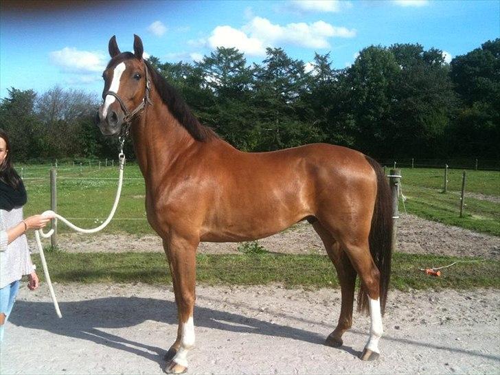 Dansk Varmblod High Fidelity  billede 13