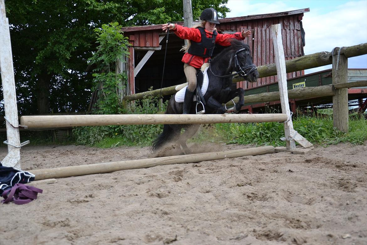 Shetlænder Tulle - Tulle og Tenna springer lidt.  billede 2