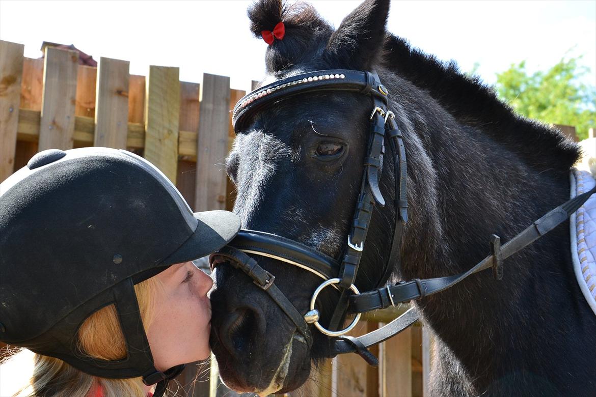 Shetlænder Tulle billede 3