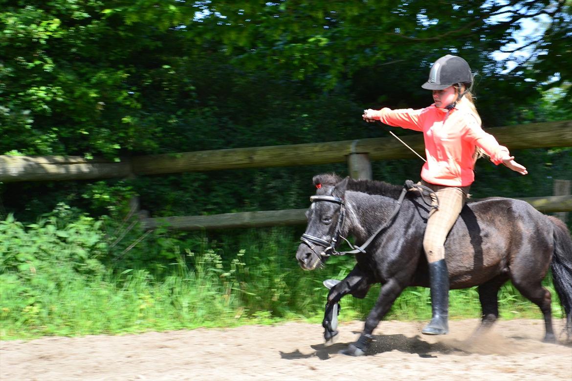 Shetlænder Tulle billede 4
