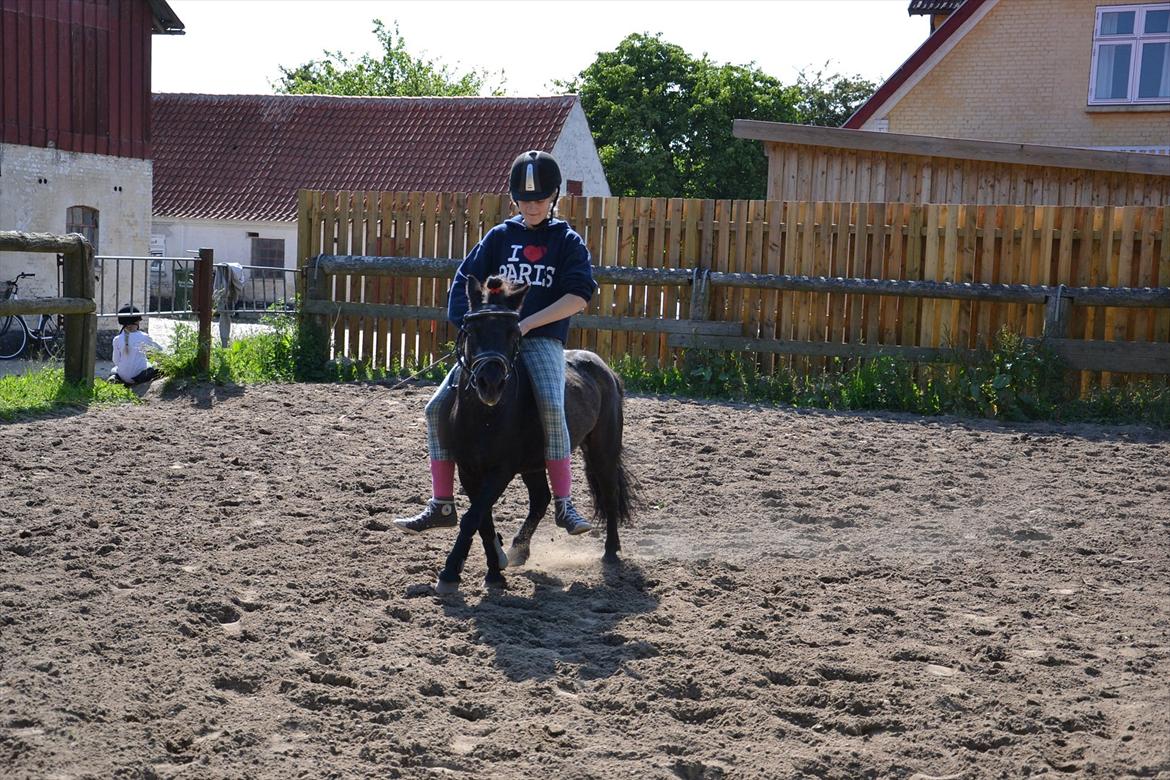 Shetlænder Tulle - mig go Tulle  billede 5