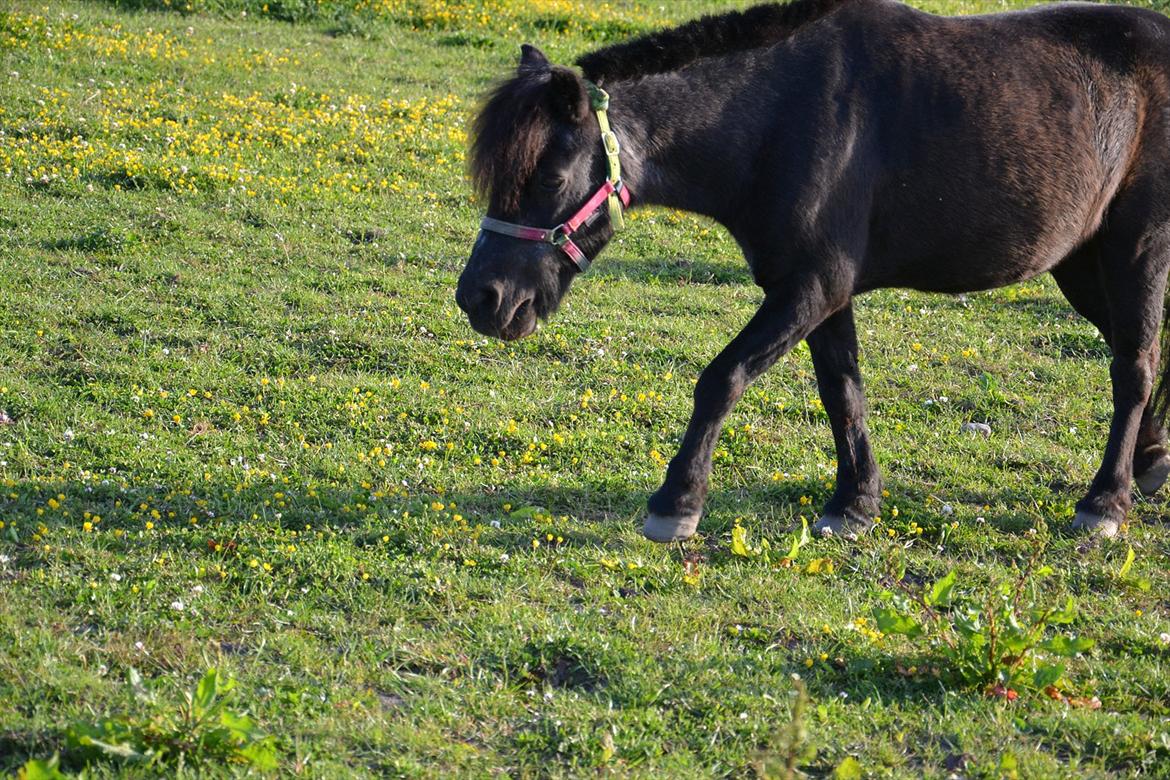 Shetlænder Tulle billede 6