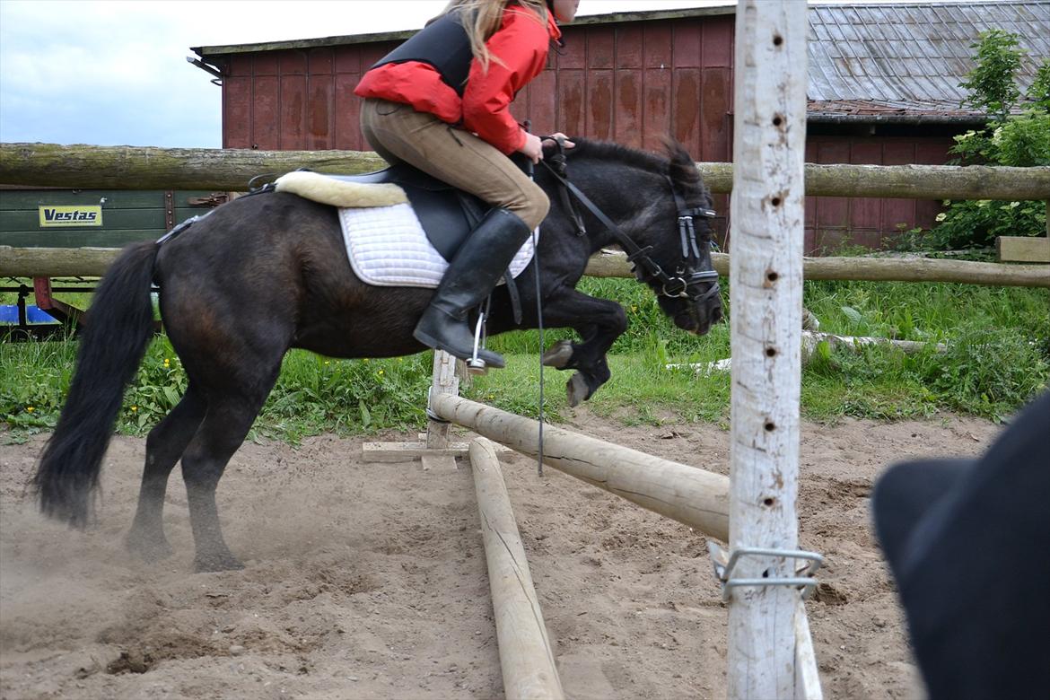 Shetlænder Tulle billede 7