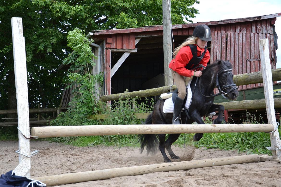 Shetlænder Tulle billede 8