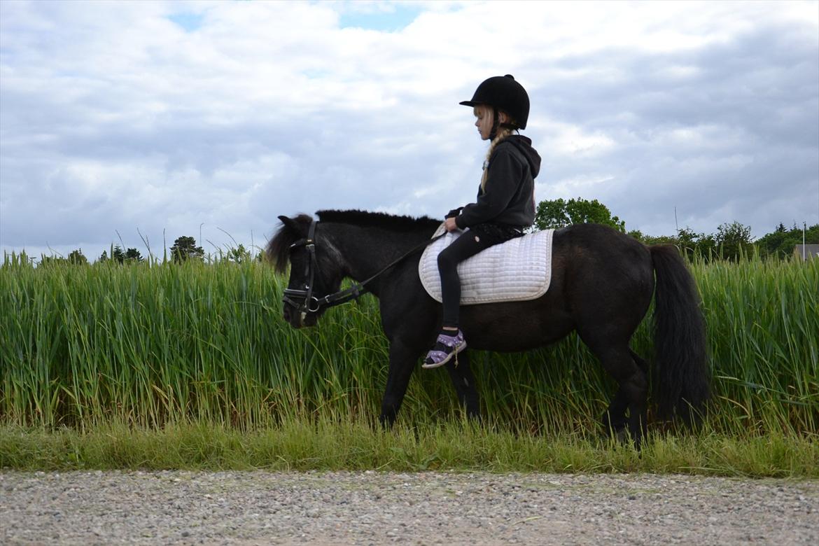 Shetlænder Tulle - Signe og Tulle billede 9