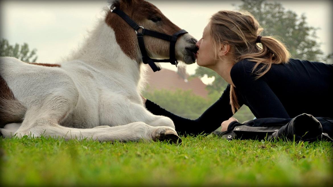 Islænder Mímir fra Havshøj - Et kys til min elskede Mimse... <3 billede 14
