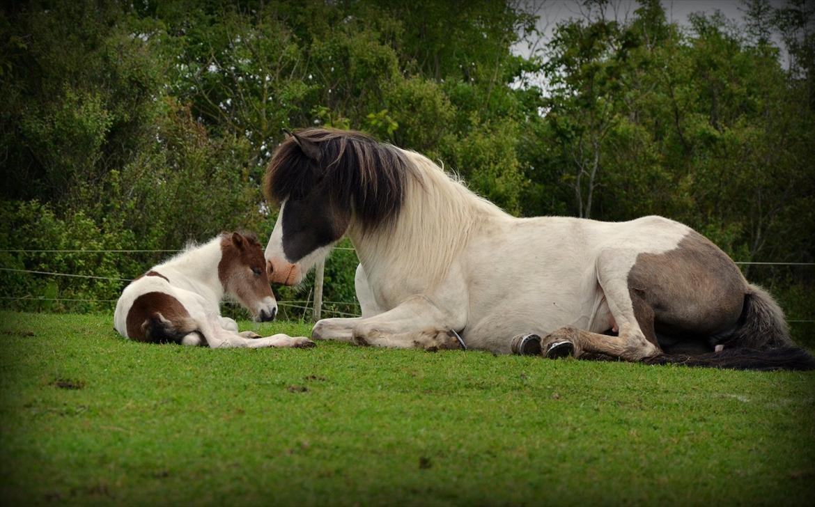 Islænder Hetta fra Toosholm - Love doesn't make the world go 'round. Love is what makes the ride worthwhile.
Hetta og føllet, Mímir <3 billede 17