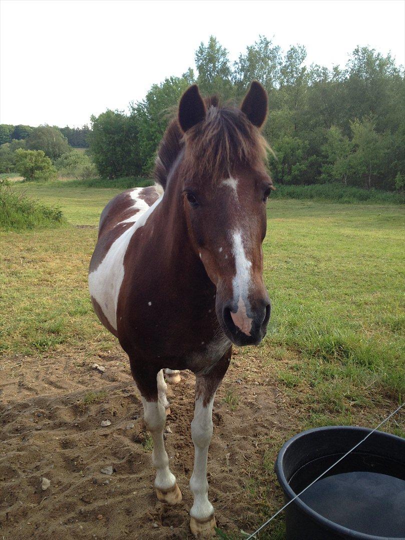 Anden særlig race Sally billede 1