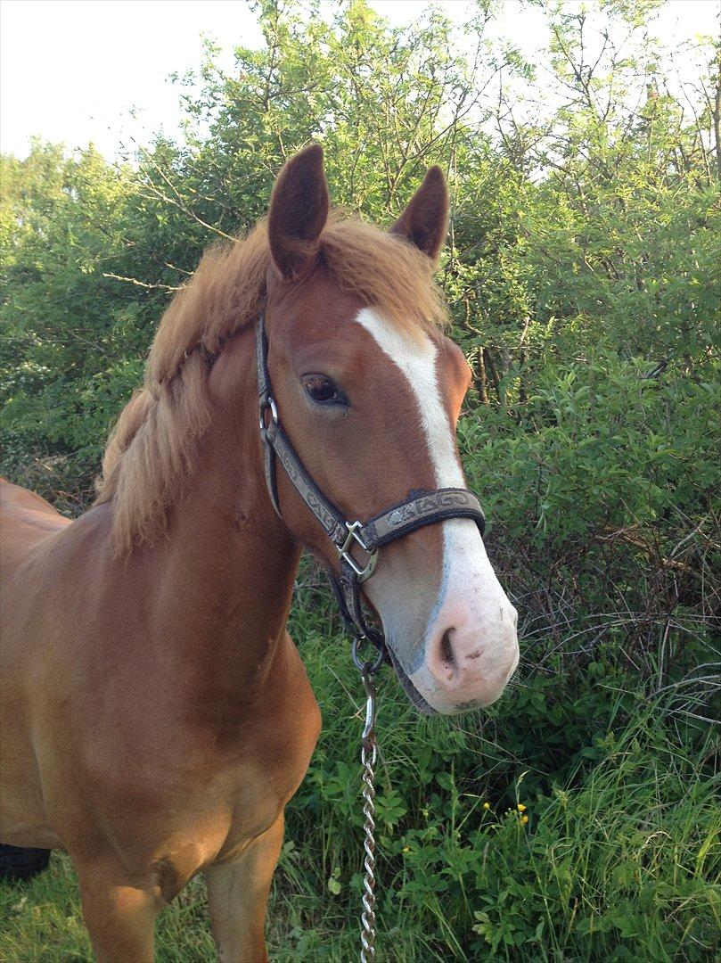 Frederiksborg Royal [Tidligere Hest] - Royal, 1år. billede 2