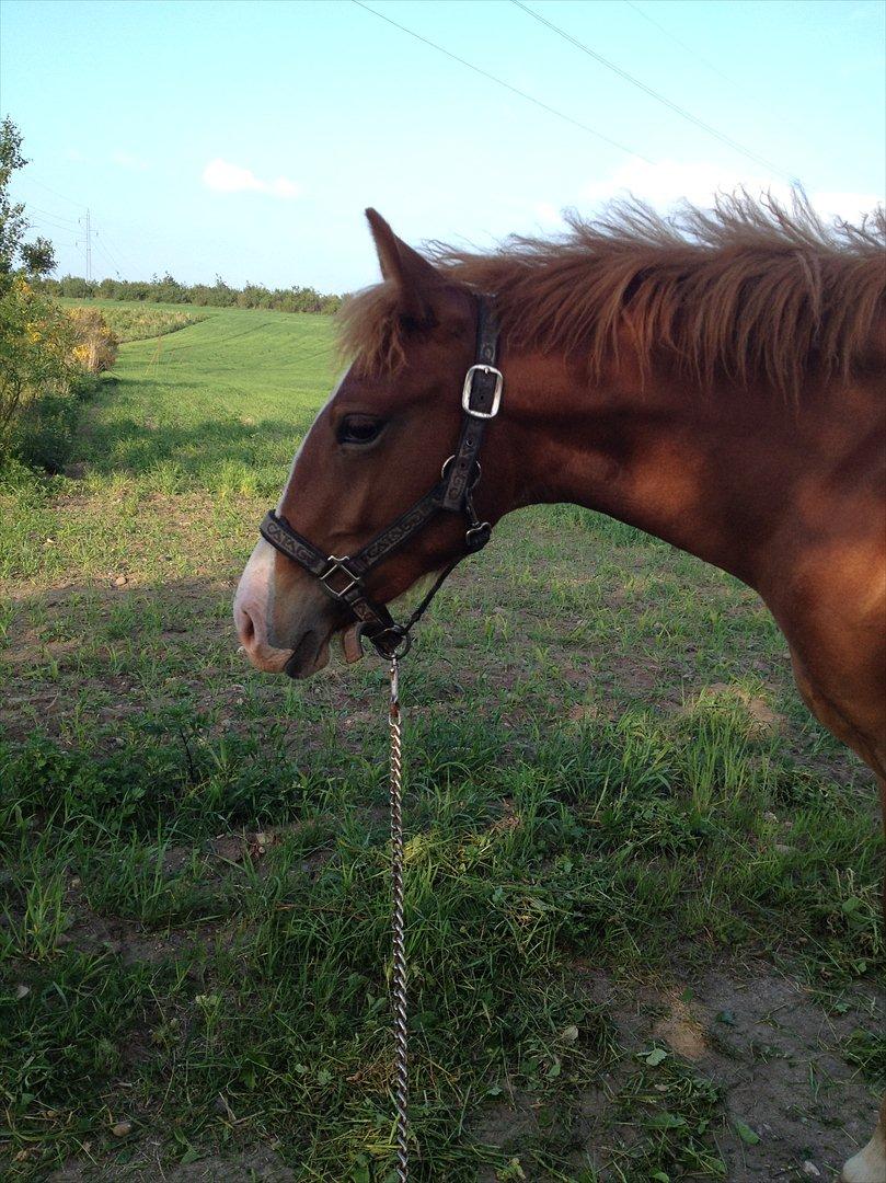 Frederiksborg Royal [Tidligere Hest] - Royal, 1 år. billede 3