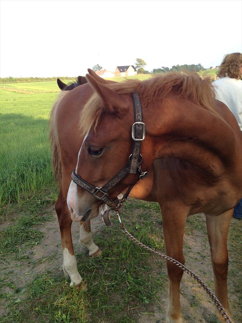 Frederiksborg Royal [Tidligere Hest] - Royal, 1 år. billede 4