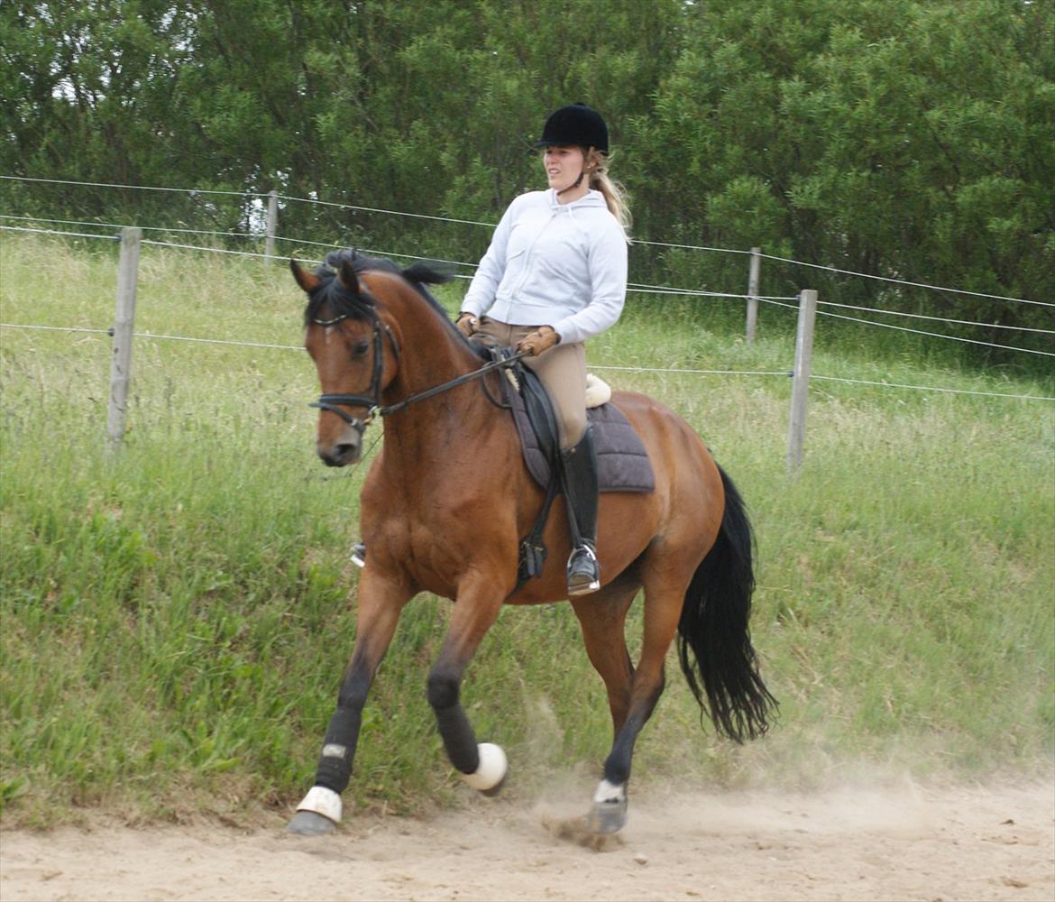 Dansk Varmblod Robina Mosebo DS - Galop - Juni 2012 billede 19