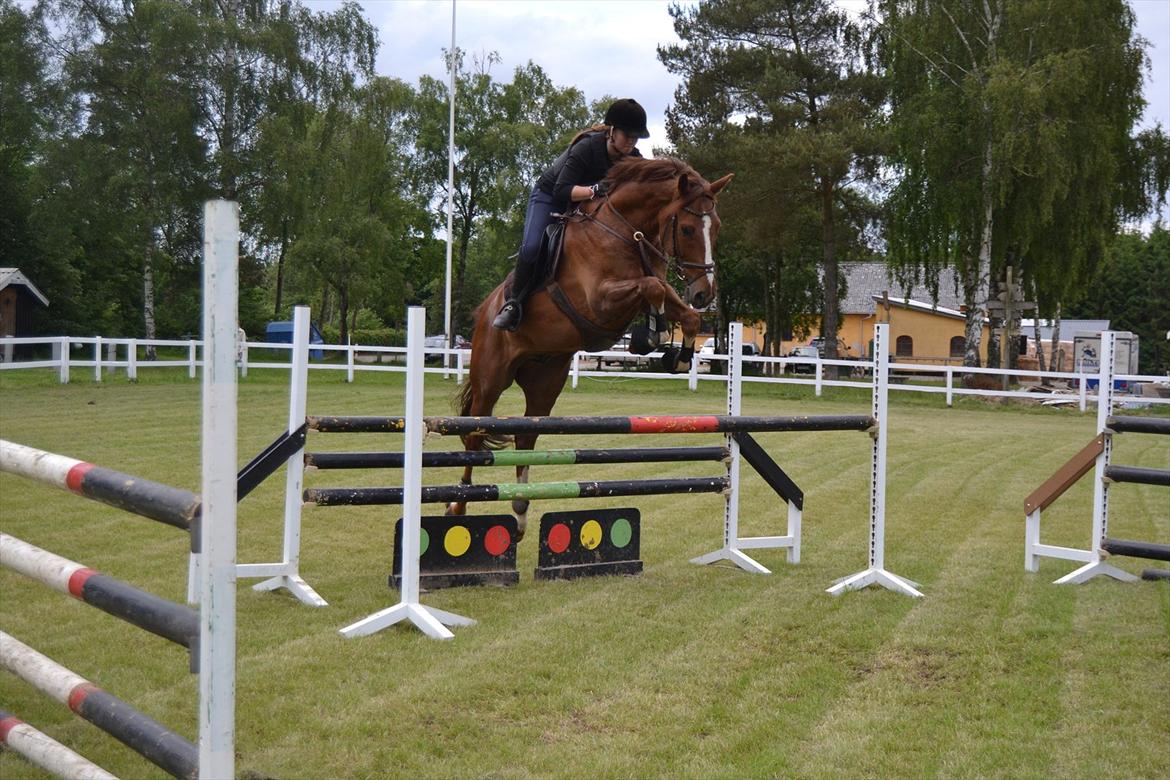 Dansk Varmblod Schouwsgaardens Hopkins billede 17