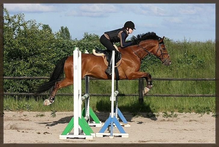 Dansk Varmblod D'Niemann-Sølyst [Himmelhest] - Springtræning 13.06.12 på Vestergården. Billedet er taget af Rikke Dalsgaard. billede 5