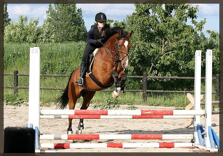 Dansk Varmblod D'Niemann-Sølyst - Springtræning 13.06.12 på Vestergården. Billedet taget af Rikke Dalsgaard. billede 18