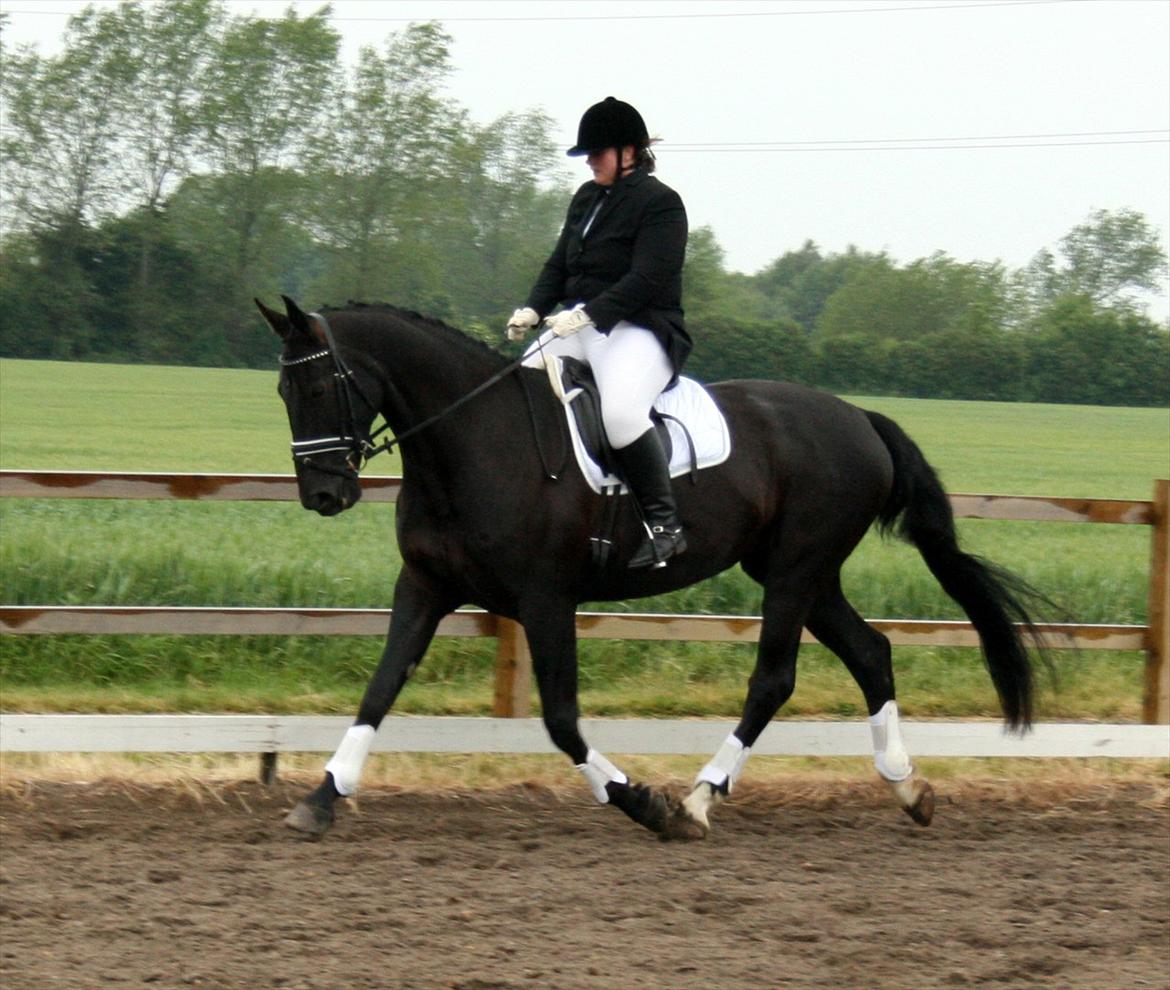 Dansk Varmblod Fruerlundens Rosita - Seden 9. Juni 2012 billede 17
