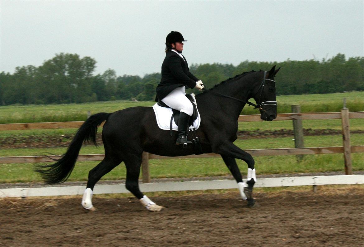 Dansk Varmblod Fruerlundens Rosita - Seden 9. Juni 2012 billede 18