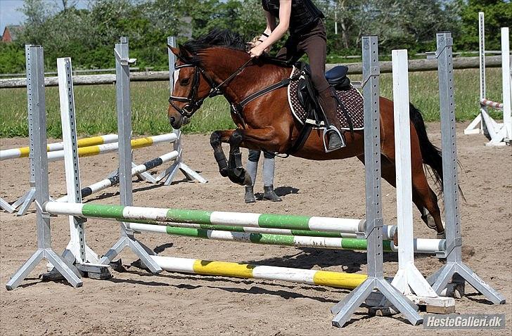 Welsh Pony (sec B) Amigo Ferrari min elskede savnet solgt - en dag i sommers til spring undervisning billede 20