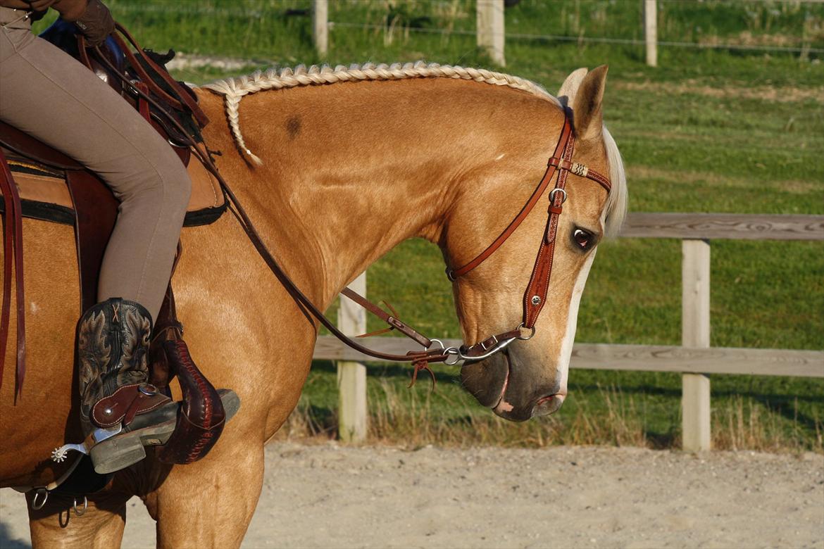 Paint Solanos Sunny Dinero - Så fantastisk dejlig! Foto: Cecilie Nygaard billede 2