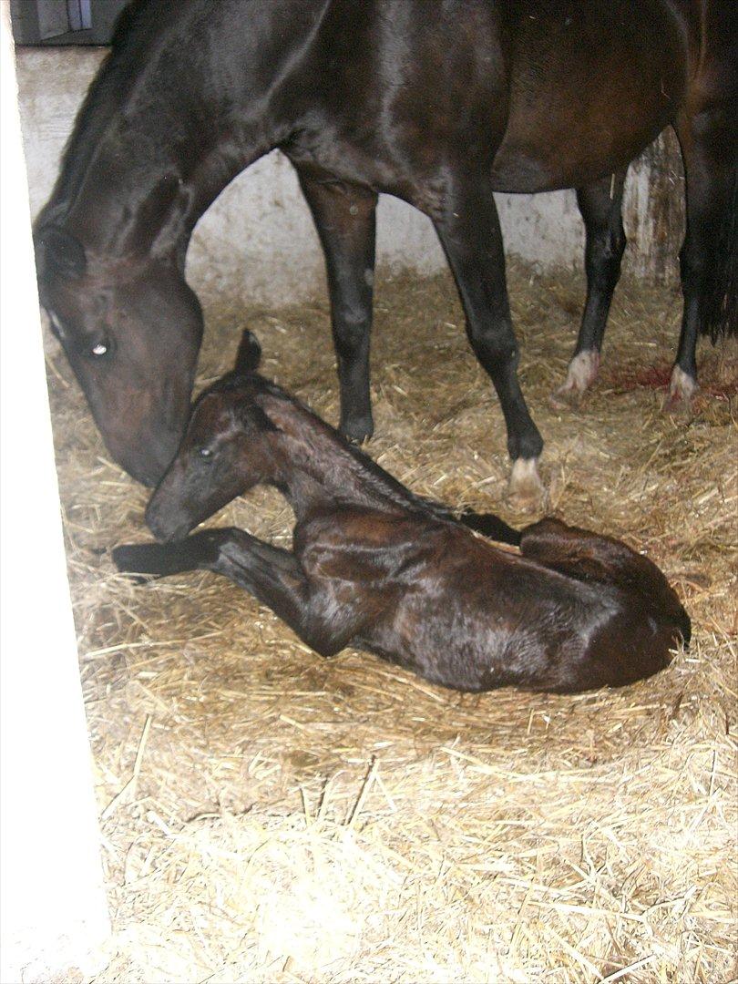 Dansk Varmblod Marita - Præcis 1 uge over tid leverede prinsessen et smukt hoppeføl :)  billede 14