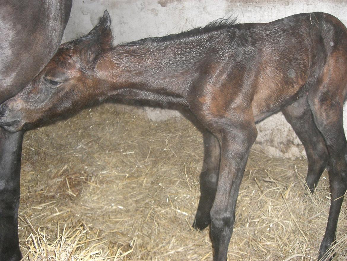 Dansk Varmblod Marita - 11. juni 2012 kl. 21.45 kom BS Schanitta til verden. billede 15