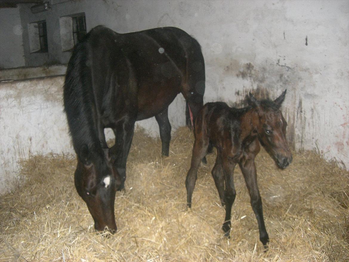 Dansk Varmblod Marita - Hun kom hurtigt på benene billede 16