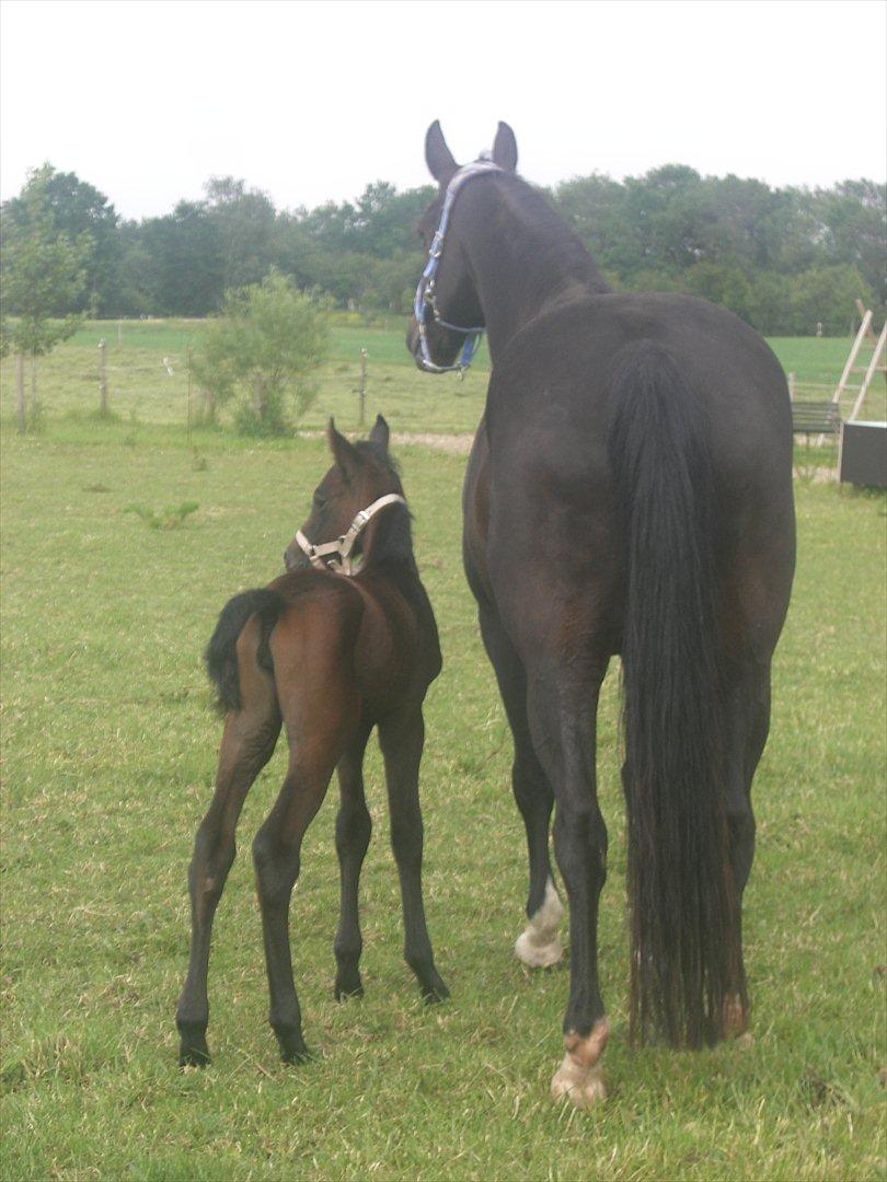 Dansk Varmblod Marita - På fold 1 dag gammel billede 17