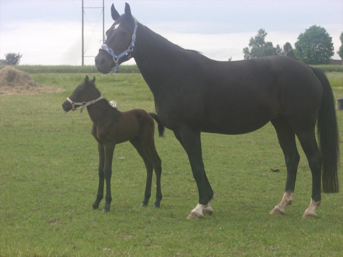 Dansk Varmblod Marita - 1 dag gammel på fold billede 18
