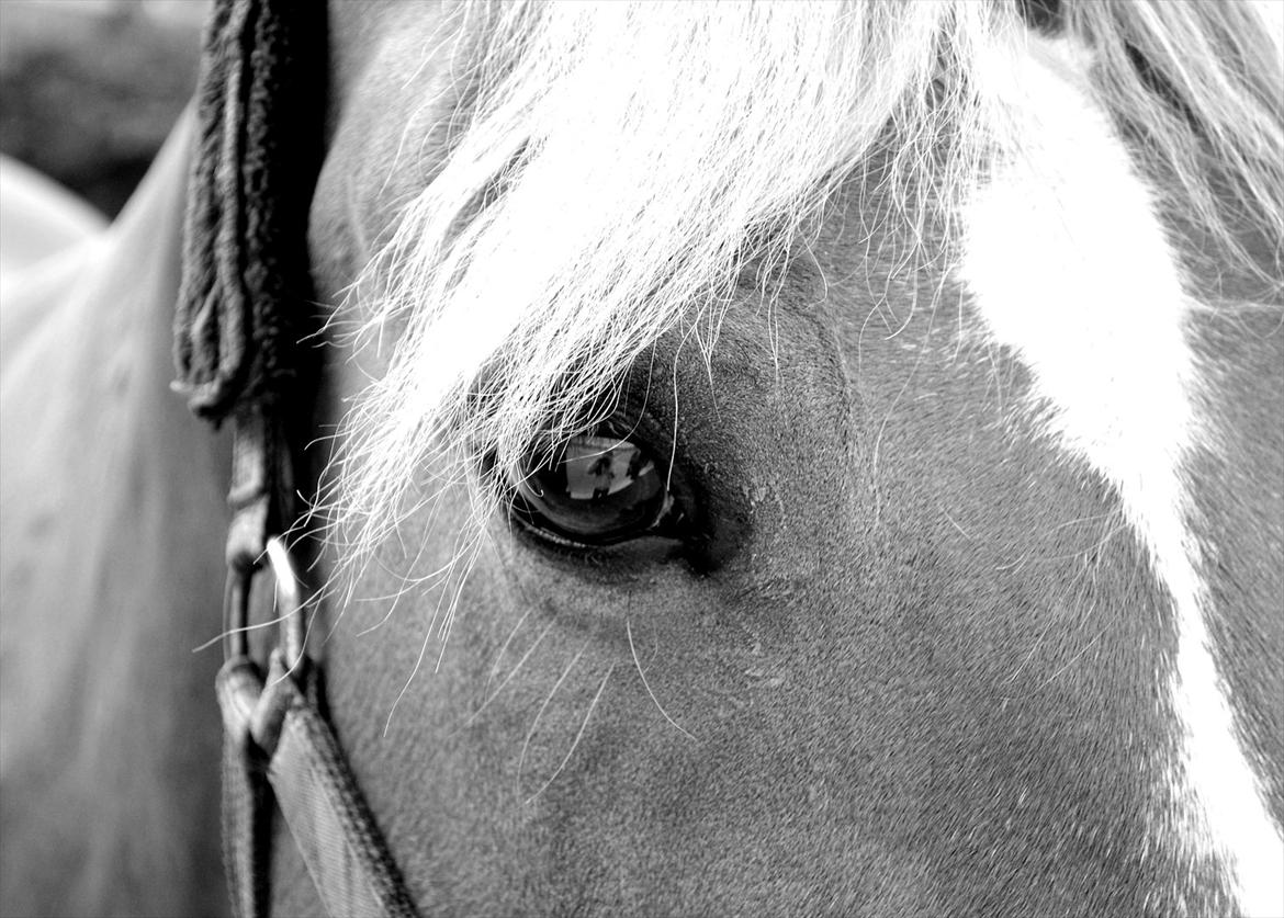 Anden særlig race Liane 154 * *Himmelhest** billede 18