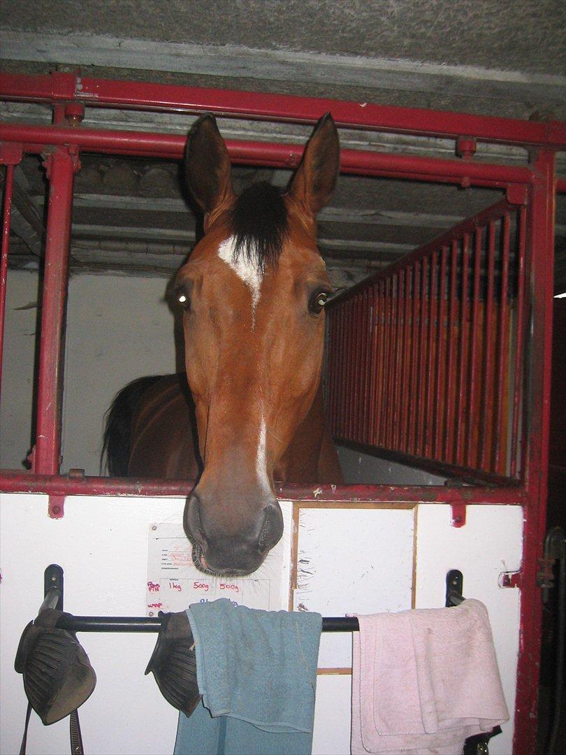 Anden særlig race T-Rex billede 7