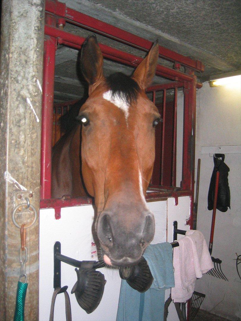 Anden særlig race T-Rex billede 8