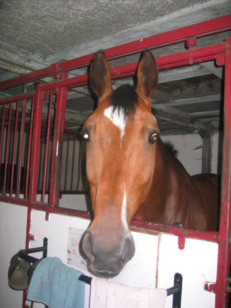 Anden særlig race T-Rex billede 9