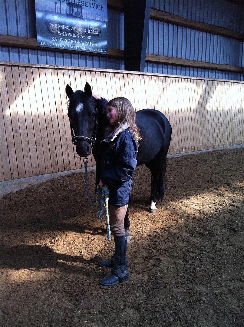 Anden særlig race Maccoya - solgt - tidligere pony :-) - Det her billede er fra den dag jeg fik Maccoya ;-) billede 1