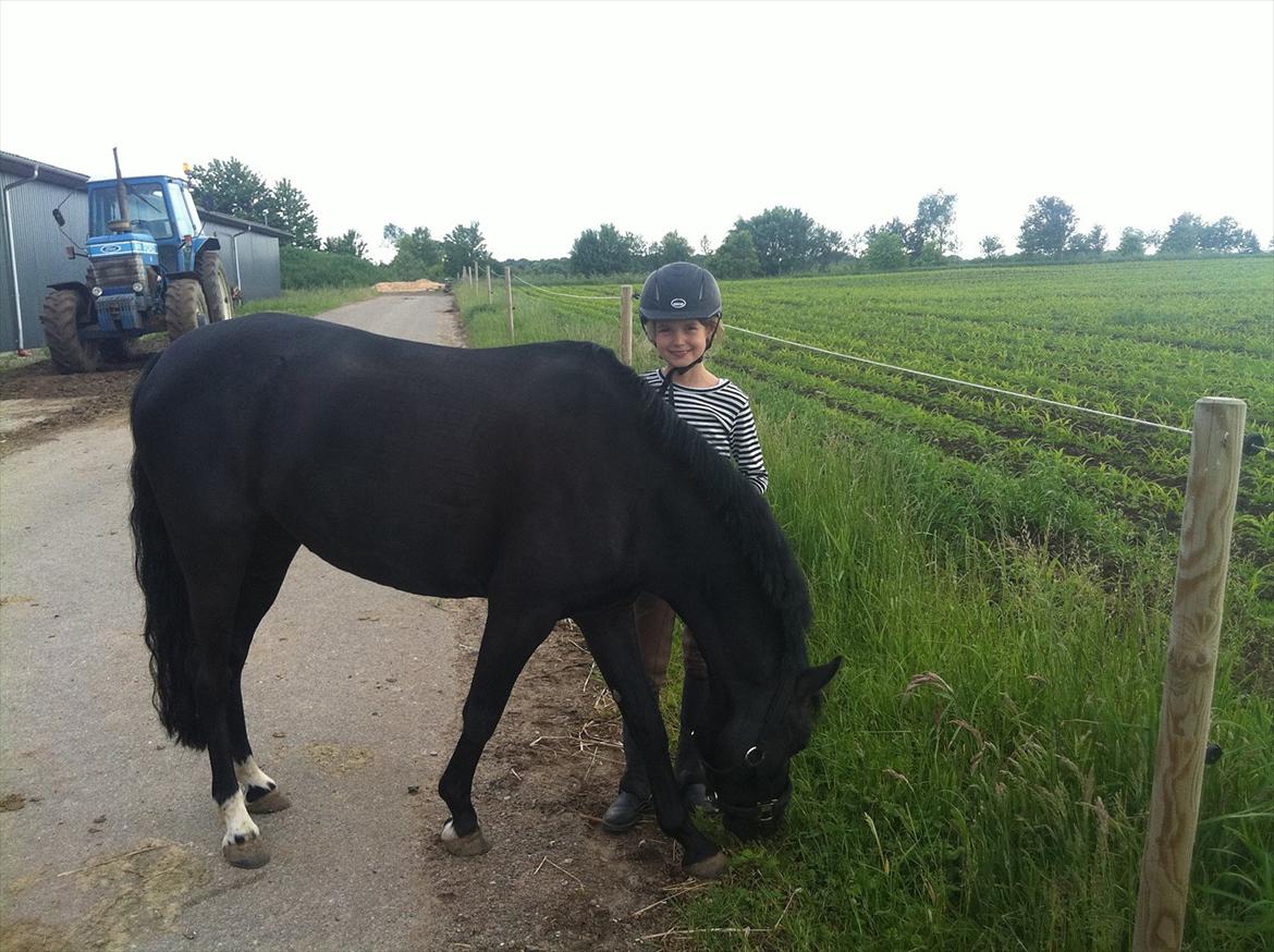 Anden særlig race Maccoya - solgt - tidligere pony :-) - Så skal der lige græsses lidt ;-) billede 2