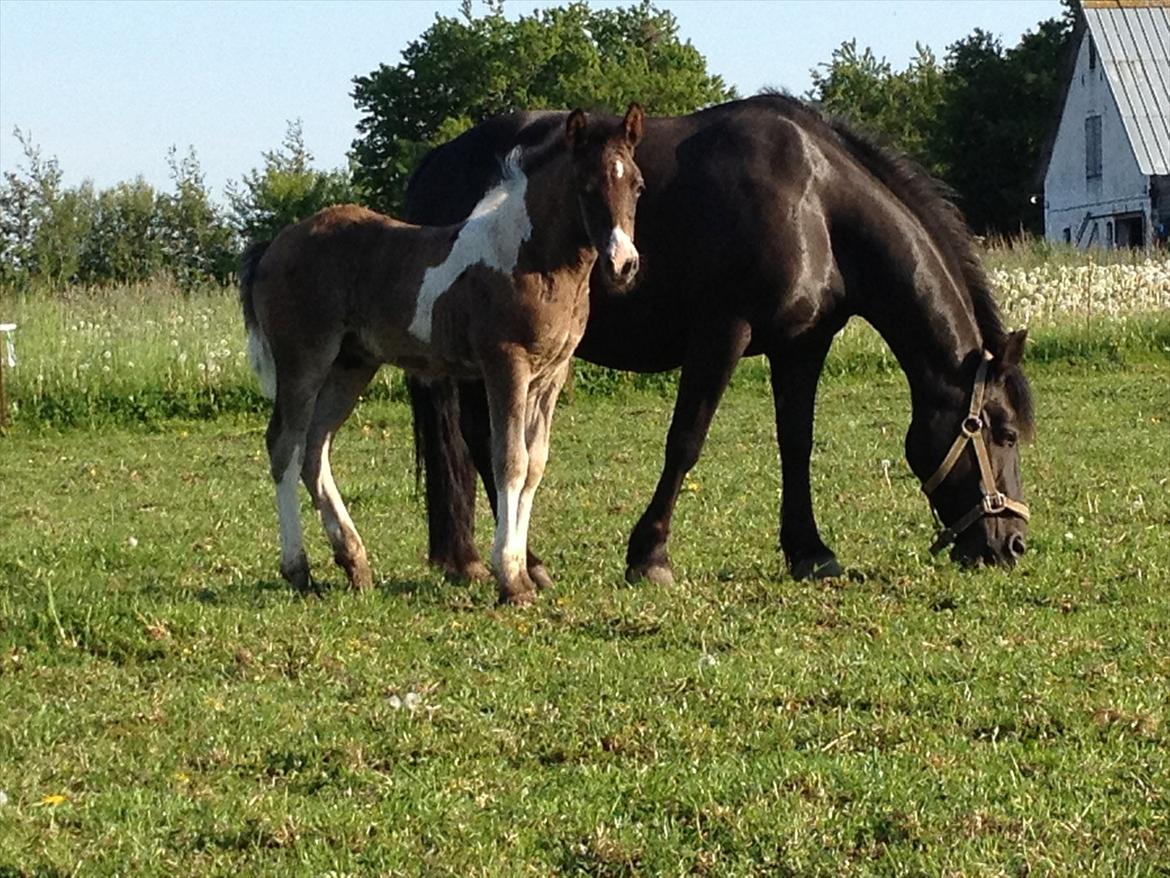 Anden særlig race Miracle Diamond billede 11