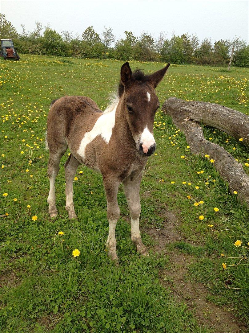 Anden særlig race Miracle Diamond billede 12